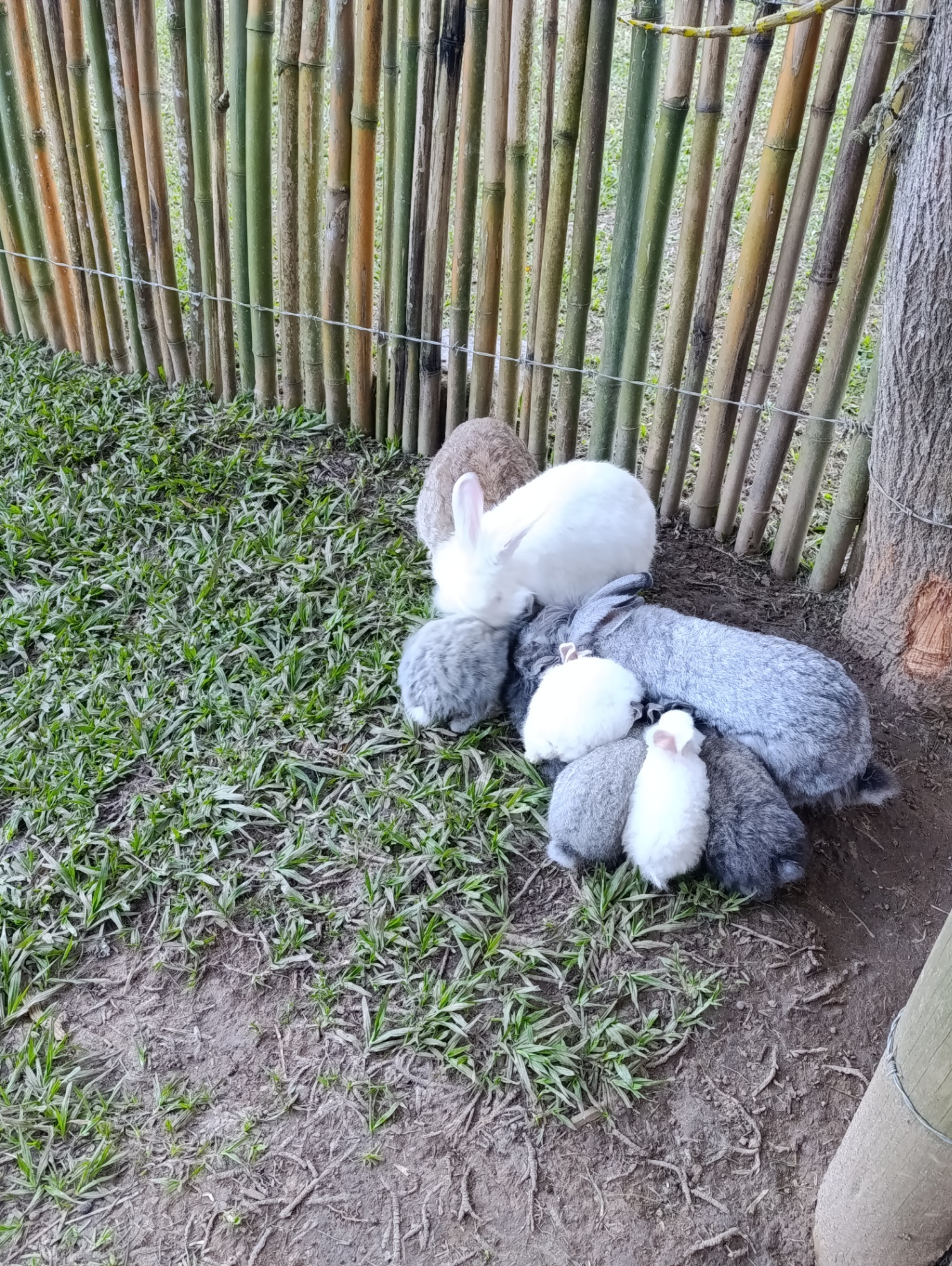Recanto dos coelhos