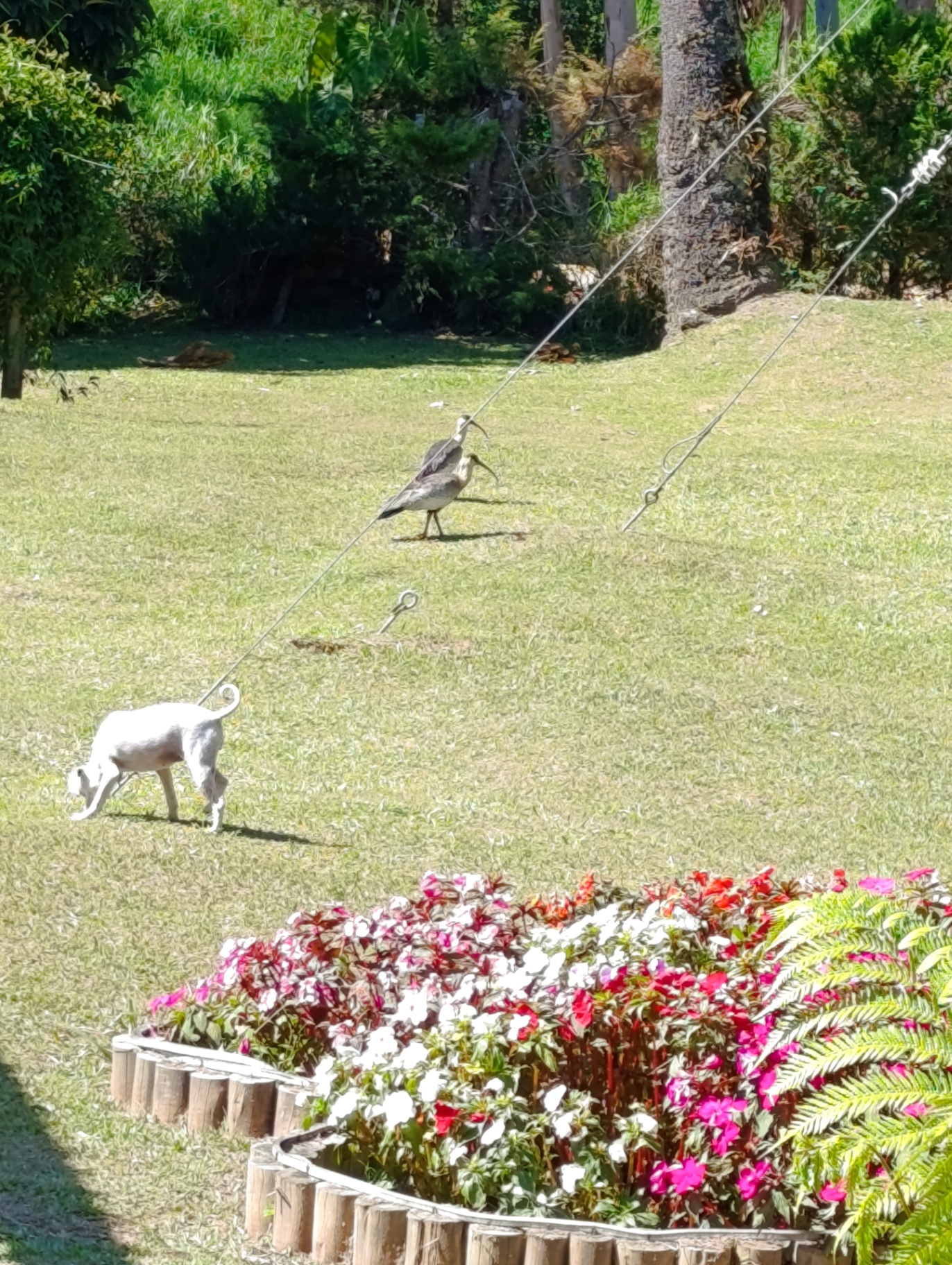 Jardim e visitantes